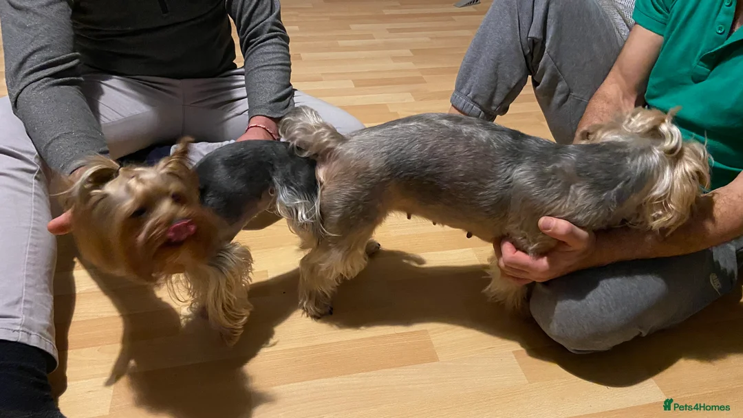 Yorkshire Terrier dogs for stud: Yorkshire terrier for stud  in Hornchurch - Advert 16