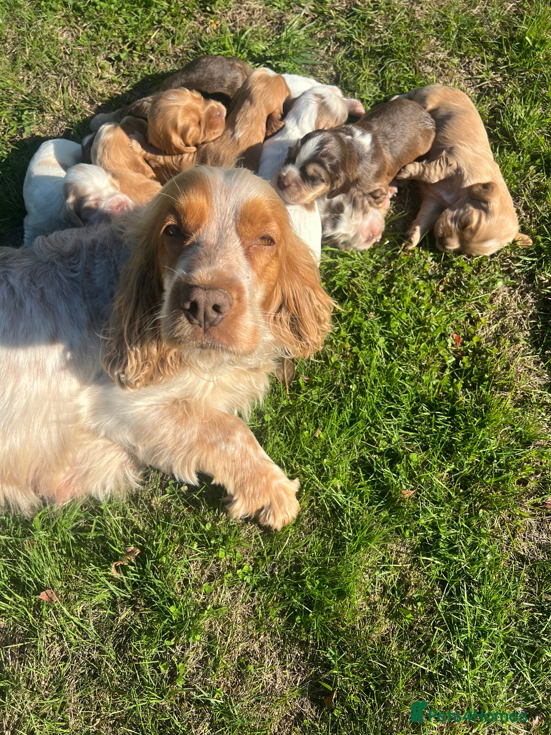 Cocker Spaniel dogs for sale: 🐾Gorgeous Cocker Spaniel Puppies 🐶🐾 - Image 11