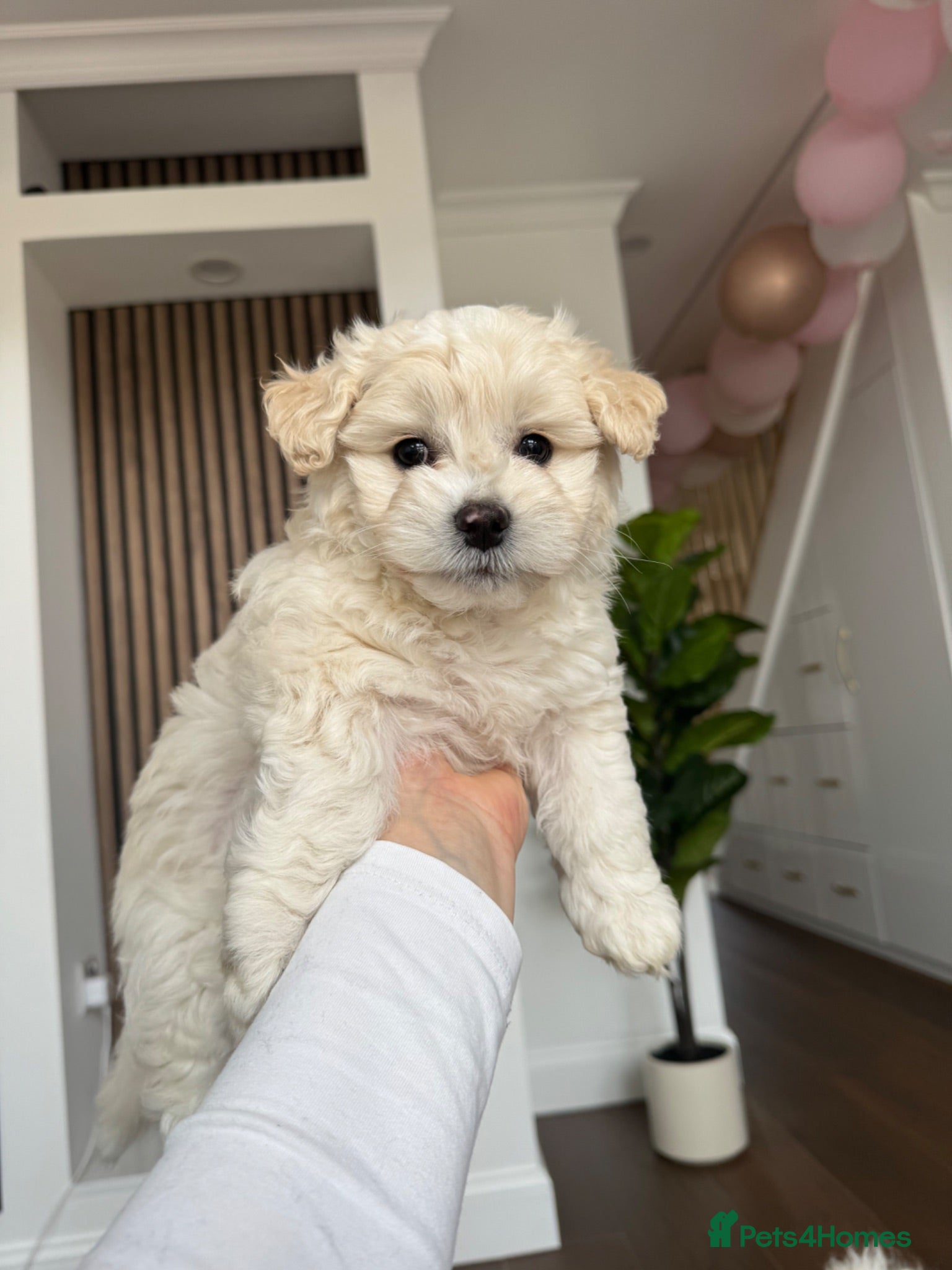 Bichon Frise dogs Two gorgeous puppies 🤍 - Advert 3