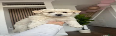 Bichon Frise 1