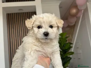 Bichon Frise dogs One puppy looking for his forever home 🤍 - Advert 14