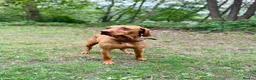 Hungarian Vizsla dogs for sale: KC registered Hungarian Vizsla puppies - Advert 22