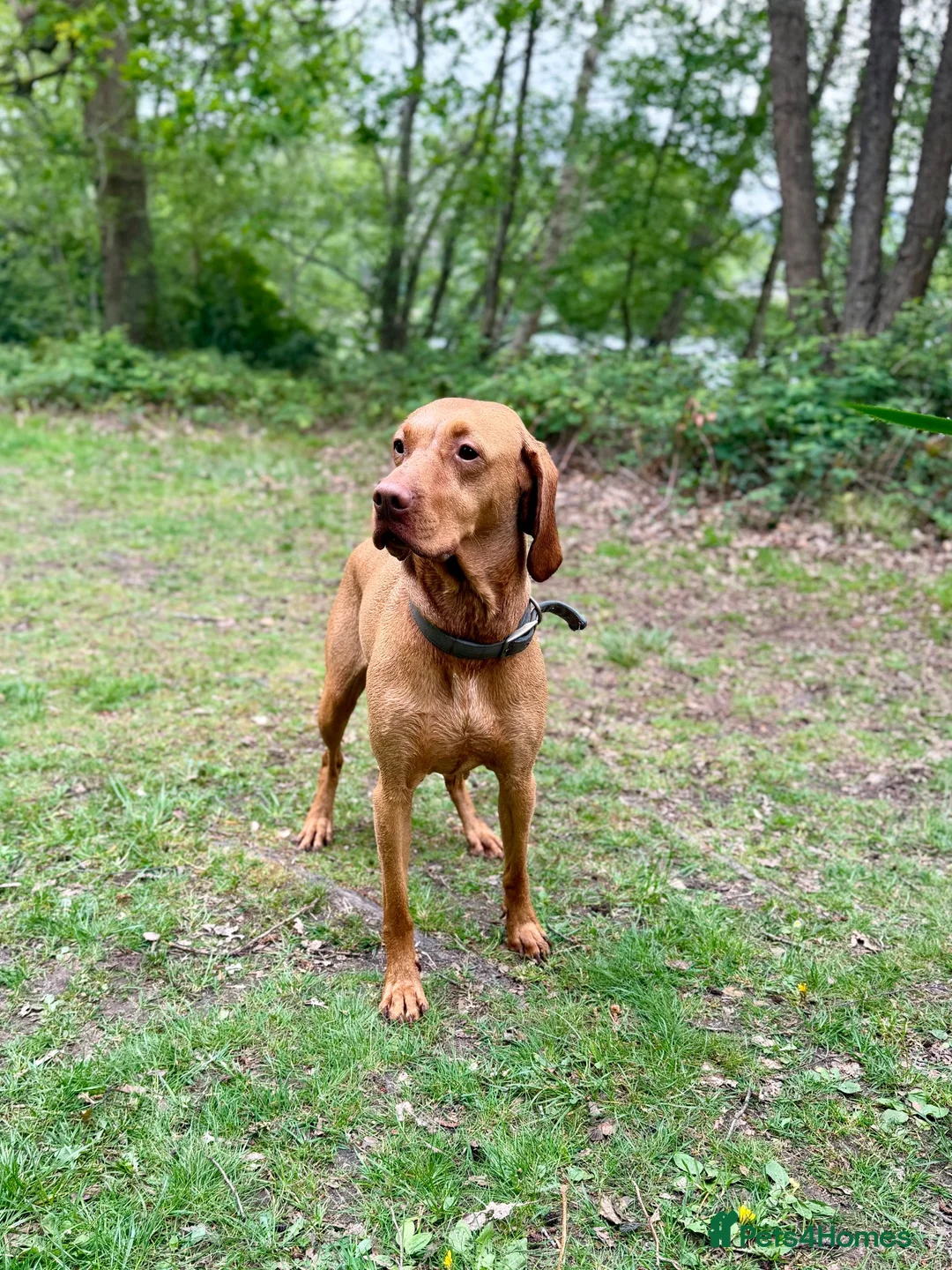 Hungarian Vizsla dogs for sale: KC registered Hungarian Vizsla puppies - Advert 22