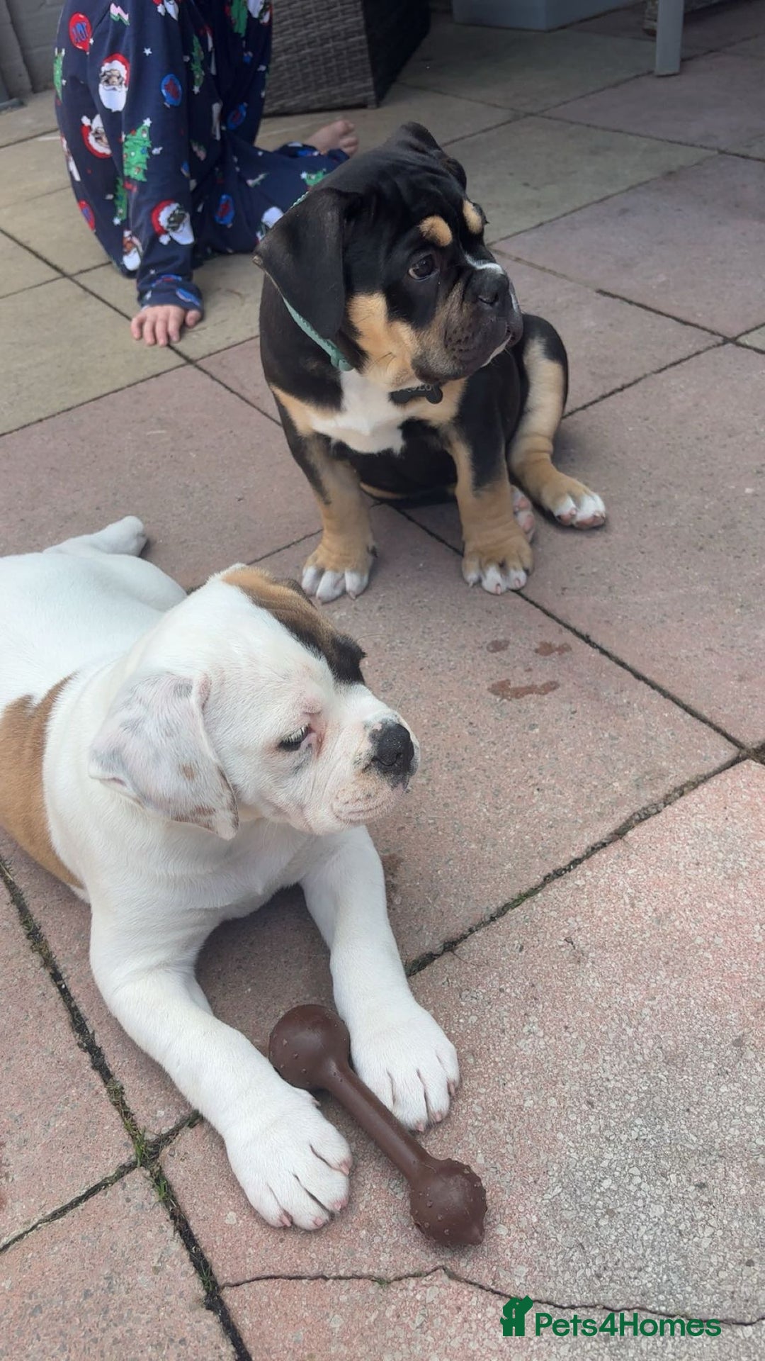 Dorset Olde Tyme Bulldogge dogs for sale: 12 week old olde Tyme bulldog female - Image 4