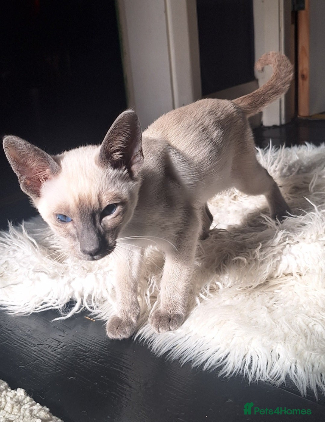Siamese cats  Chocolate point and lilac point Siamese kittens - Advert 3