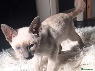 Siamese cats Chocolate point and lilac point Siamese kittens - Advert 3