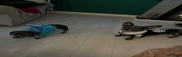 Mixed Breed dogs for sale: Dash & Daisy dachshund x french bull dogs - Advert 3