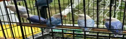 Lovebirds birds for sale: Lovebirds  in Manchester - Advert 7
