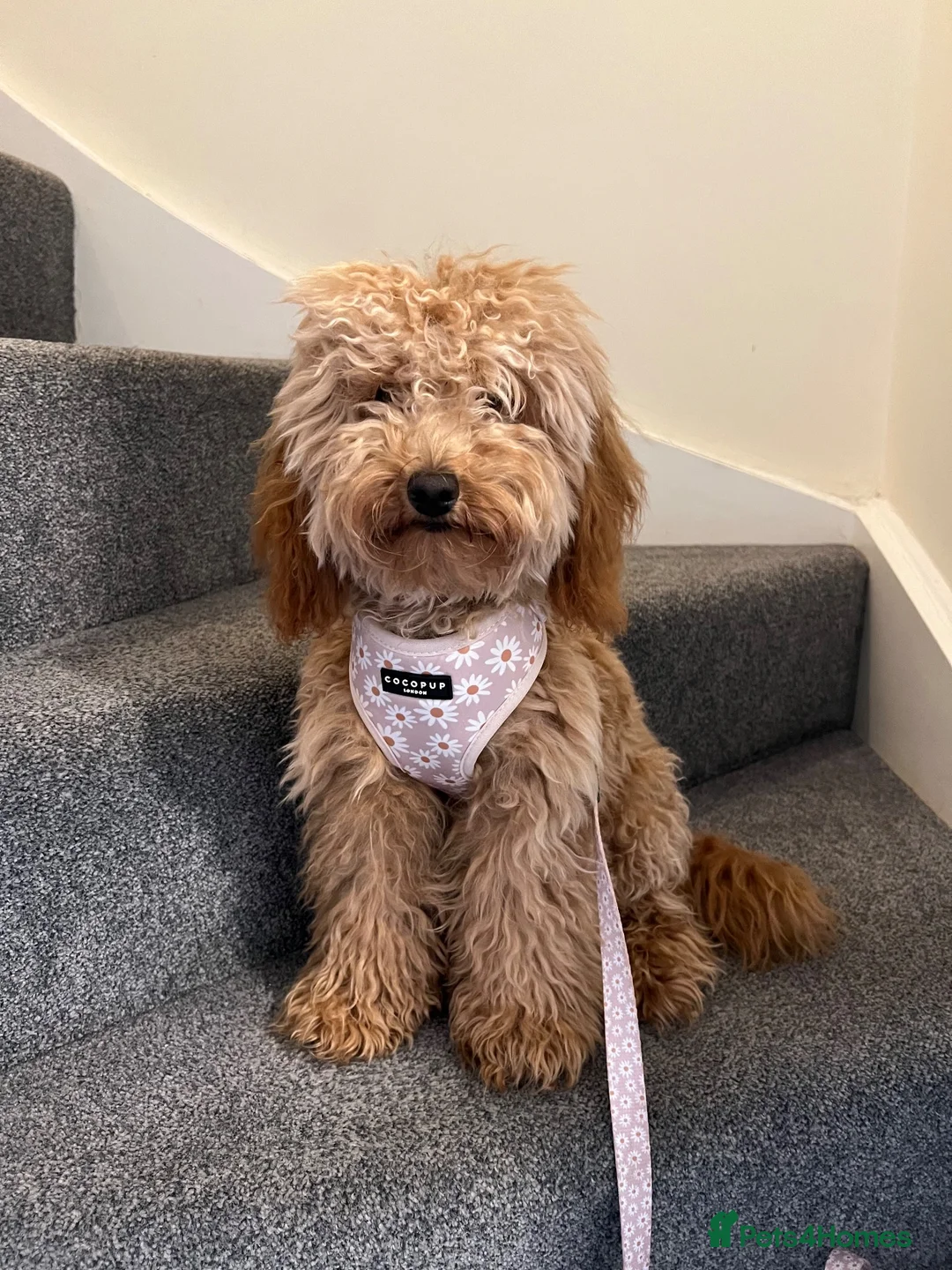 Cockapoo dogs for sale: 1 year old miniature cockapoo female in Swadlincote - Advert 1