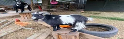 Goats livestock for sale: Two Pygmy Wethers in Cannock - Advert 8