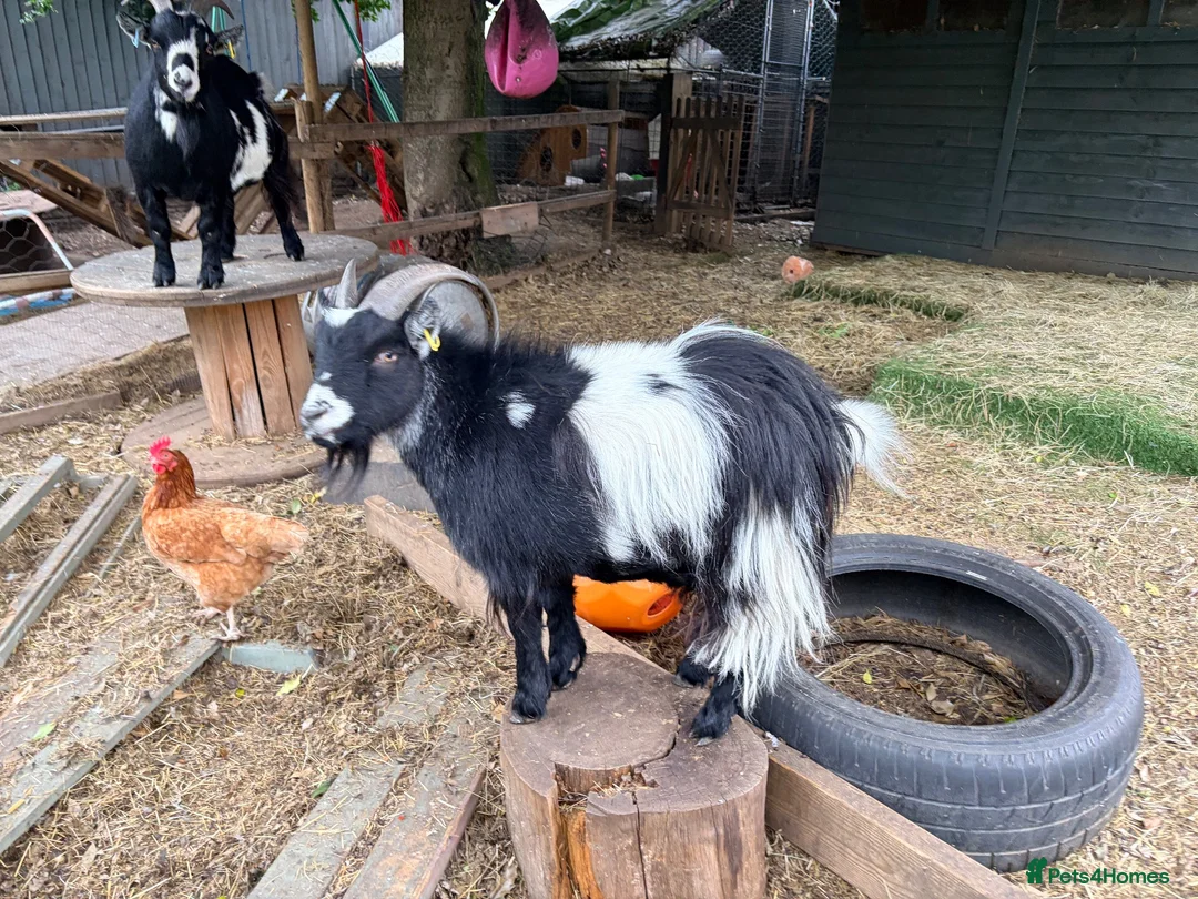 Goats livestock for sale: Two Pygmy Wethers in Cannock - Advert 8