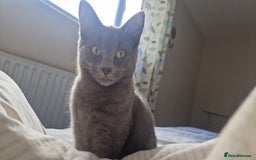 Mixed Breed cats for sale: Two kittens needing a loving family  - Advert 2