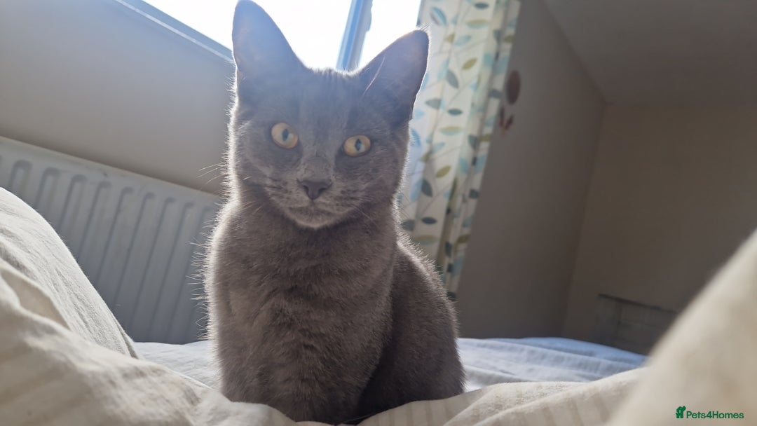 Mixed Breed cats for sale: Two kittens needing a loving family  - Advert 2