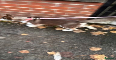 Siberian Husky dogs - Advert 2