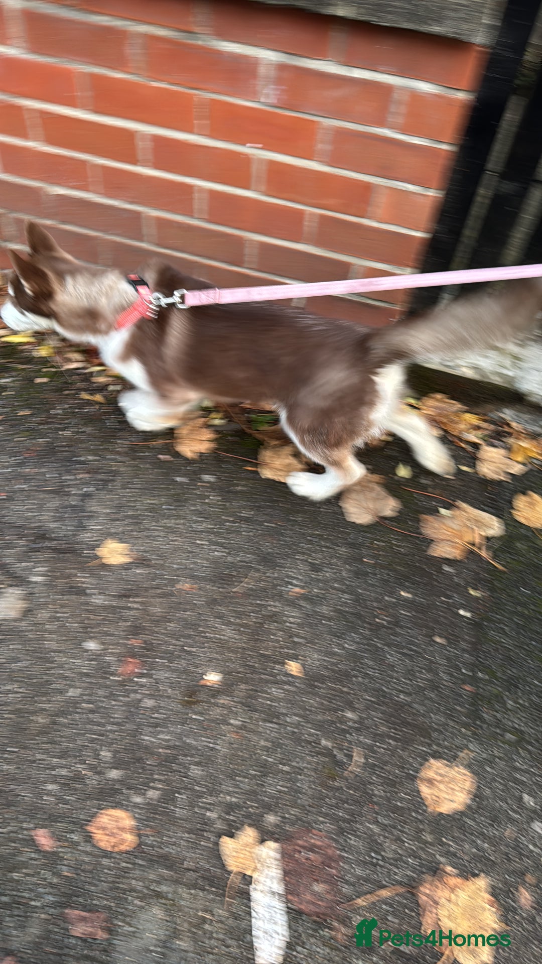 Siberian Husky dogs for sale: The beautifully husky puppy 🐶 - Image 2