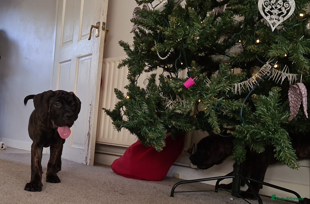 Cane Corso dogs for sale: READY TO LEAVE! BIG, CHUNKY Cane Corso puppies! - Advert 6