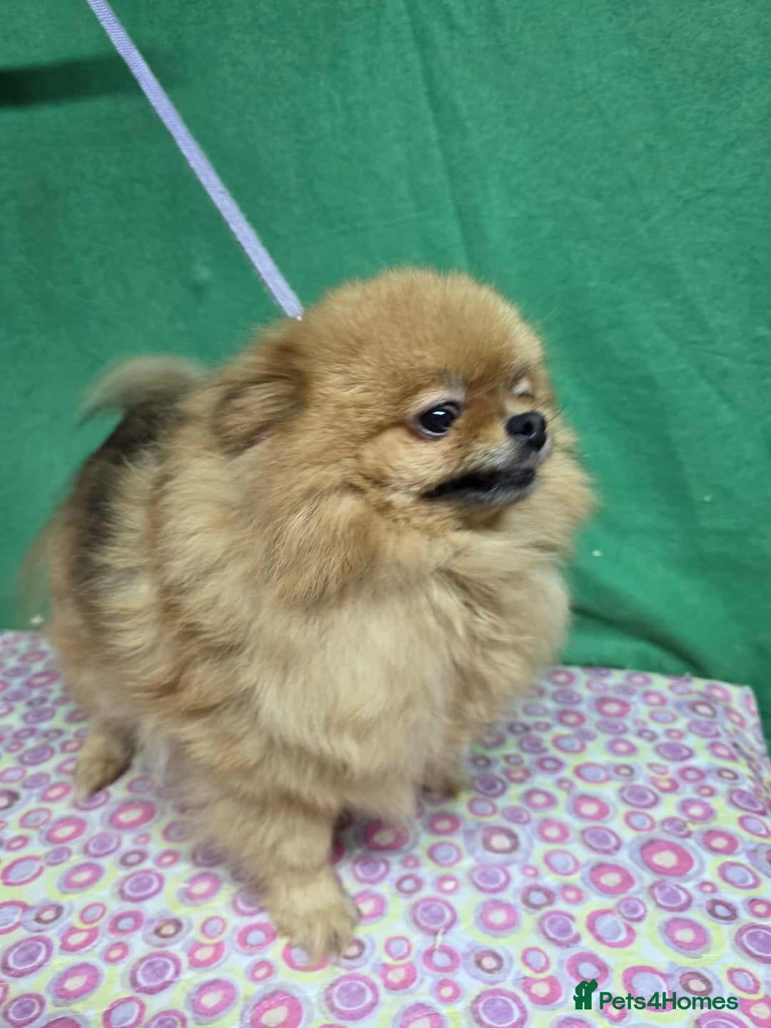 Pomeranian dogs for adoption: GIGI – Pomeranian (Female) - Advert 3