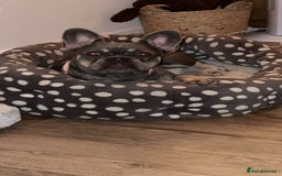 French Bulldog dogs for sale: Gorgeous 7Month Old Brother & Sister Frenchies - Image 2