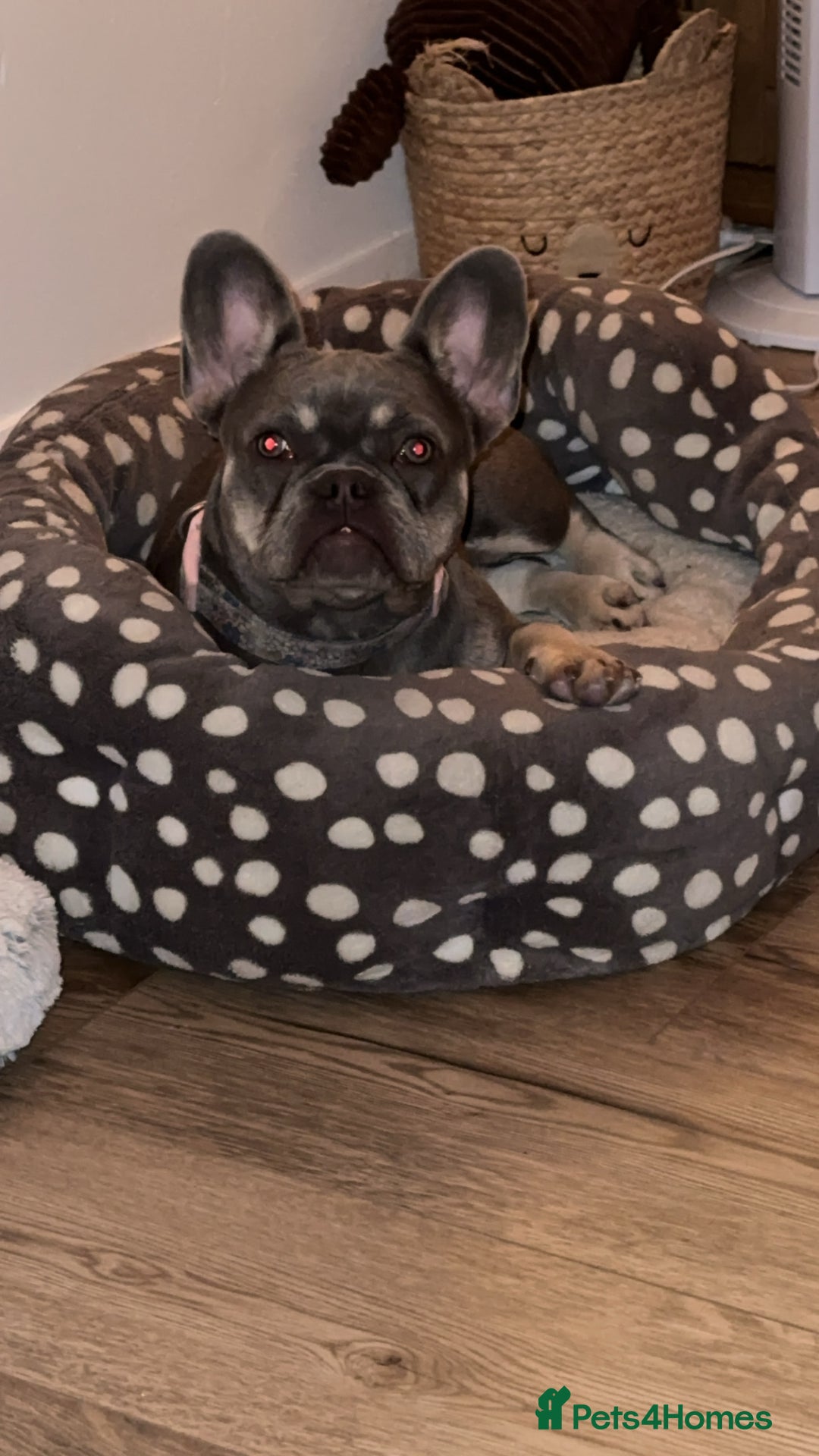 French Bulldog dogs for sale: Gorgeous 7Month Old Brother & Sister Frenchies - Image 2