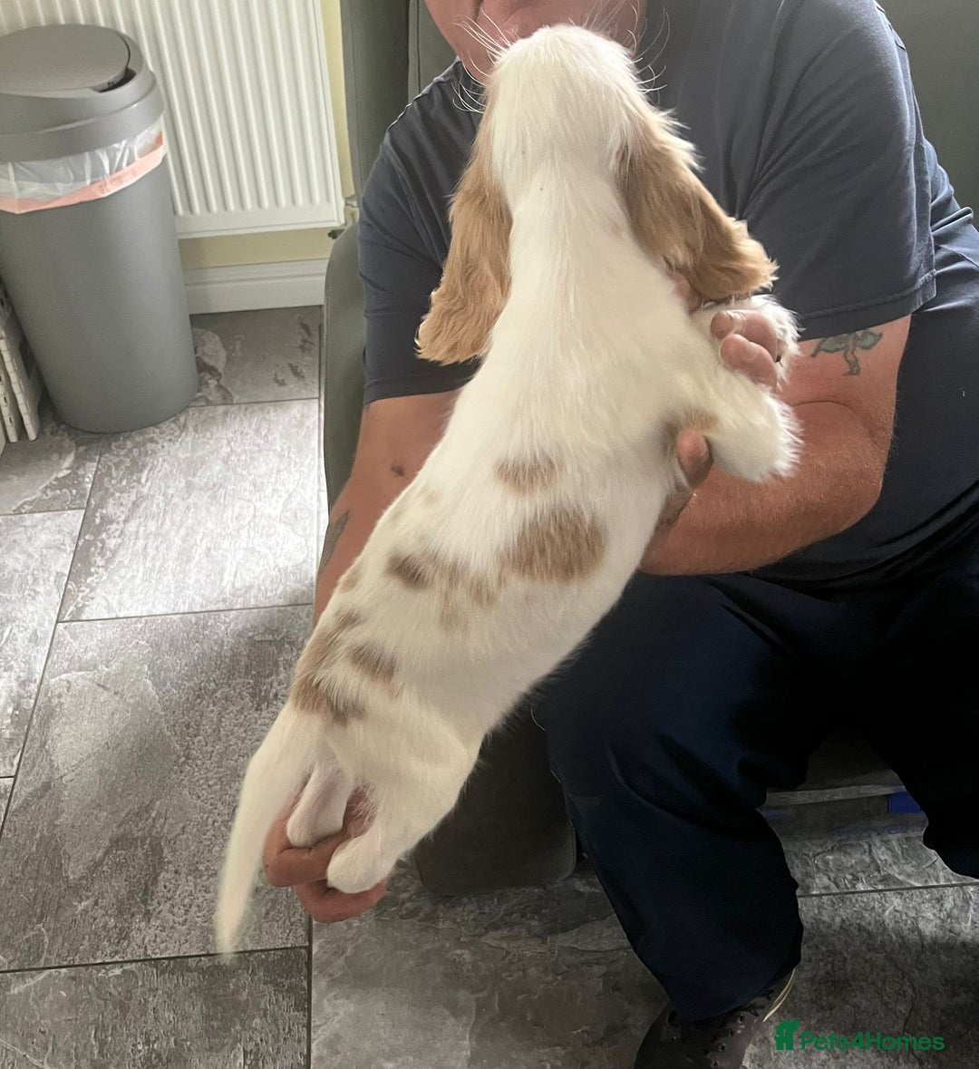 Cocker Spaniel dogs for sale: OUT STANDING  GORGEOUS SHOW TYPE COCKER SPANIEL  - Image 35