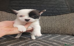 Mixed Breed dogs for sale: Pomeranian cross puppies ready now - Image 36