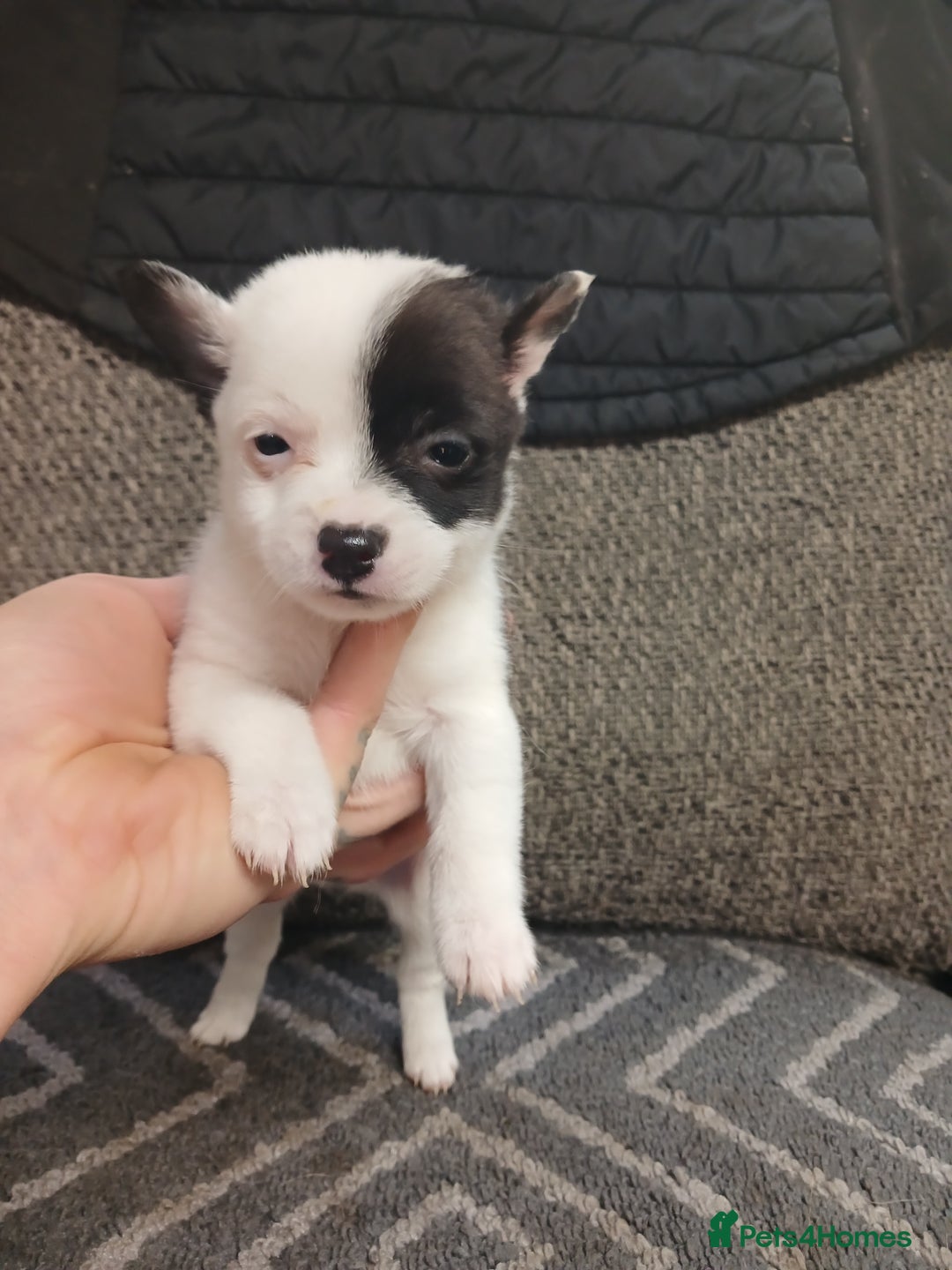 Mixed Breed dogs for sale: Pomeranian cross puppies ready now - Image 36