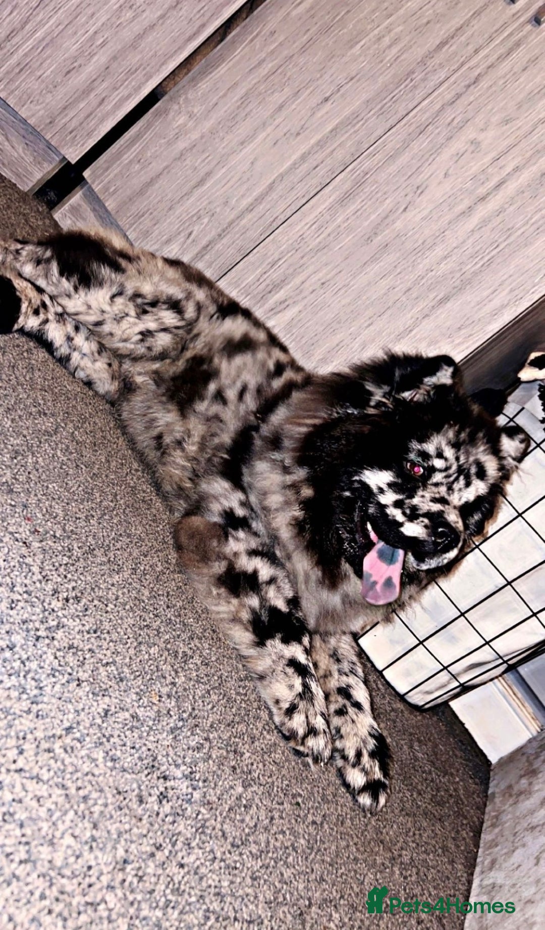 Chow Chow dogs for sale: Male Merle chow chow  - Image 1