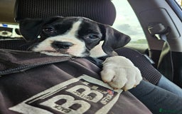 Boxer dogs for sale: READY NOW Kc reg sealed brindle fully vac  - Image 12