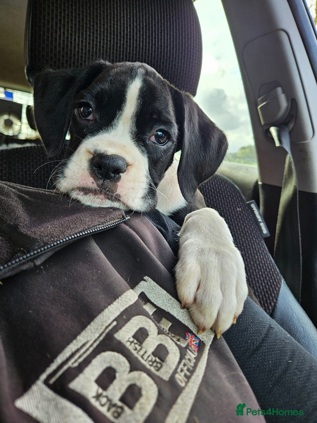 Boxer dogs for sale: READY NOW Kc reg sealed brindle fully vac  - Image 12