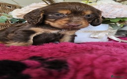 Cocker Spaniel dogs for sale: Ready this Thursday vet checked  - Image 6