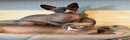 Sphynx cats for sale: Handsome Grey Sphynx Boy - Advert 4