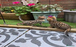 Bengal cats for sale: ✨ Bengal Kittens Looking for Loving Homes ✨ - Image 33