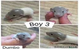Rat rodents for sale: Baby rats (males and females) - Image 3