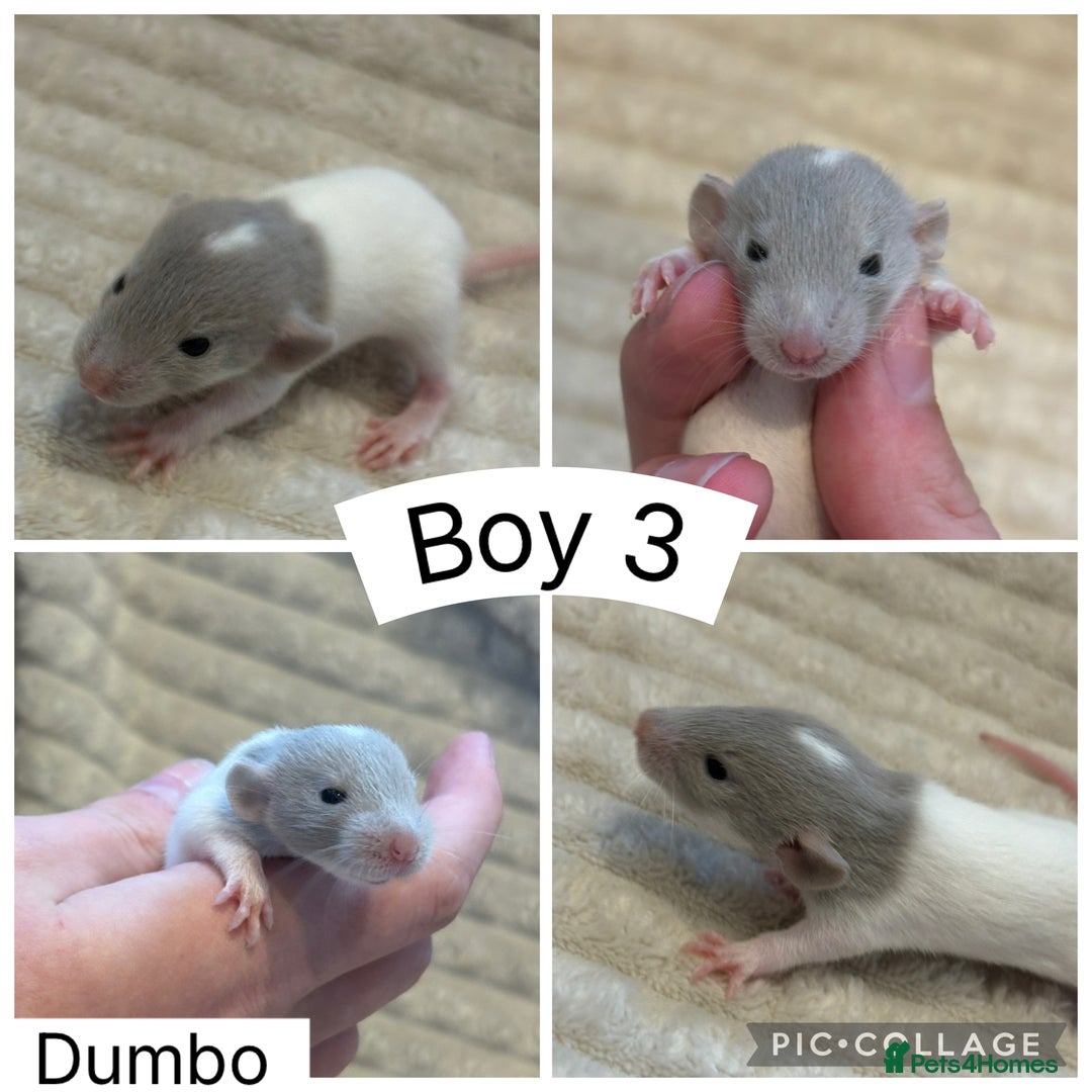 Rat rodents for sale: Baby rats (males and females) - Image 3