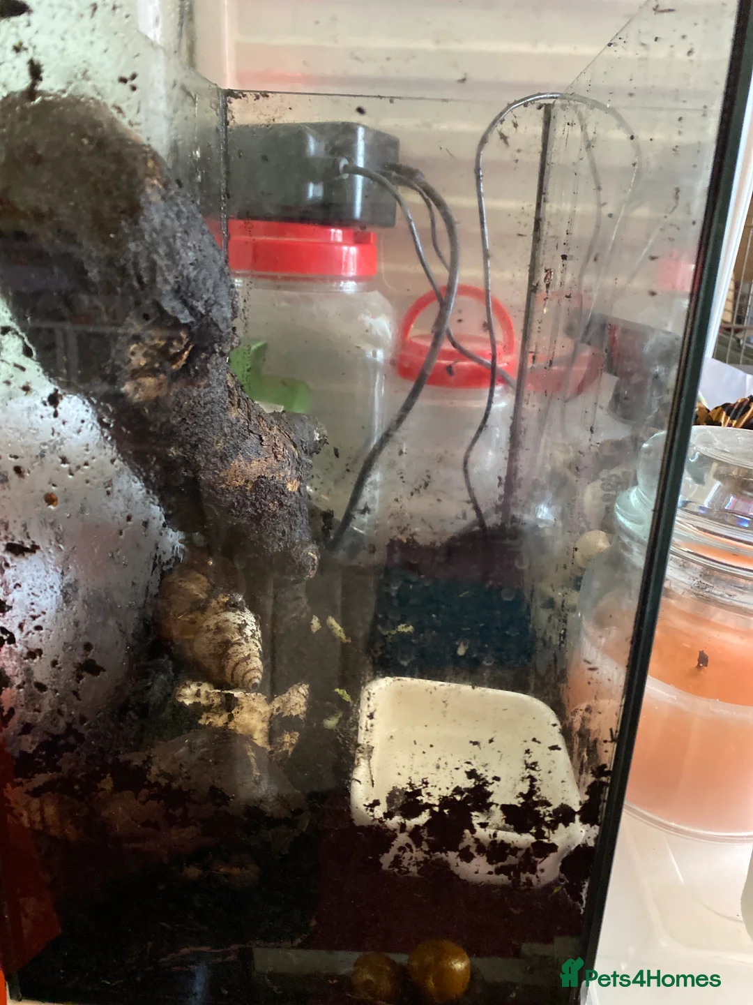 Snails invertebrates for sale: African land snails in Exmouth - Advert 3