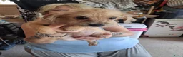 Mixed Breed dogs for sale: Miniture dachshund x shih tzu puppies  - Advert 2