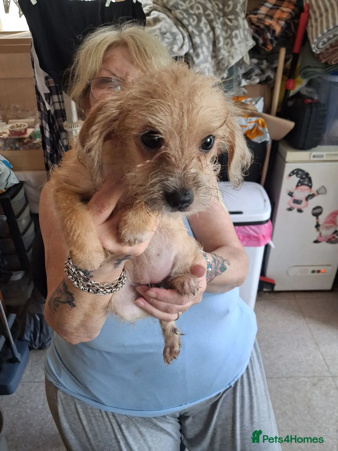 Mixed Breed dogs for sale: Miniture dachshund x shih tzu puppies  - Advert 2