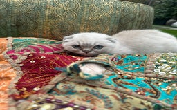 Scottish Fold cats for sale: Stunning Scottish Fold/Straight Kittens - Advert 2