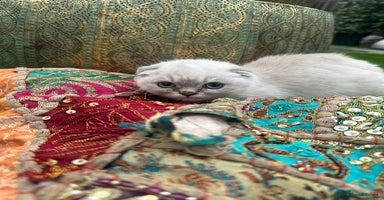 Scottish Fold cats Stunning Scottish Fold/Straight Kittens - Advert 5