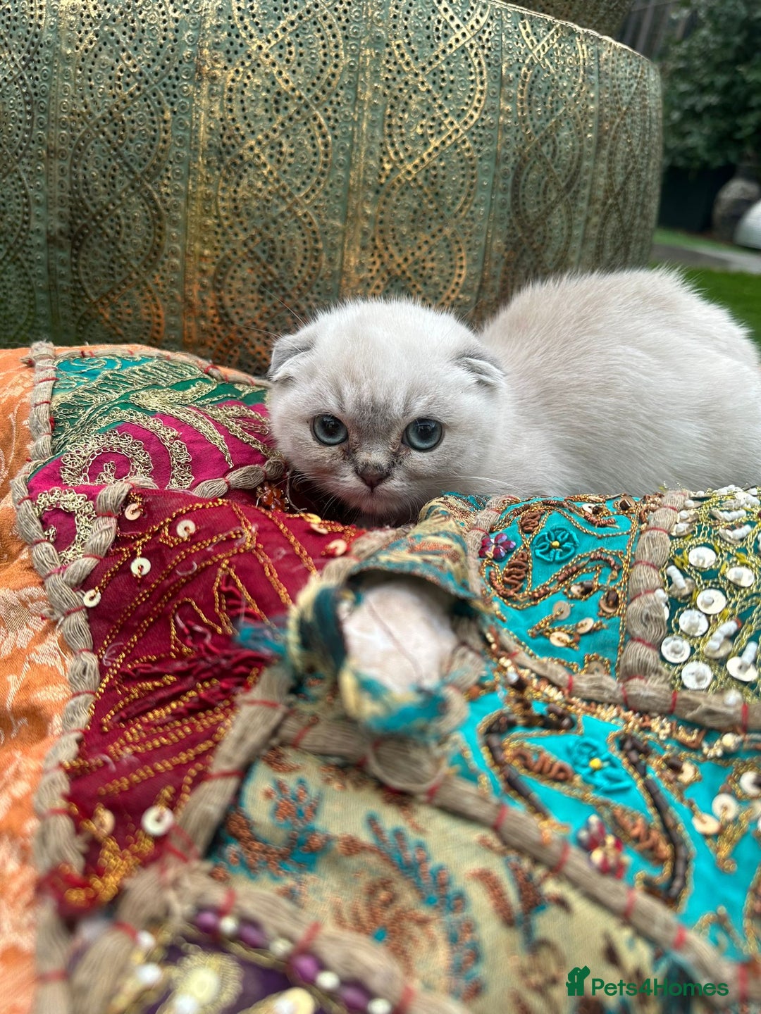 Scottish Fold cats for sale: Stunning Scottish Fold/Straight Kittens - Advert 2