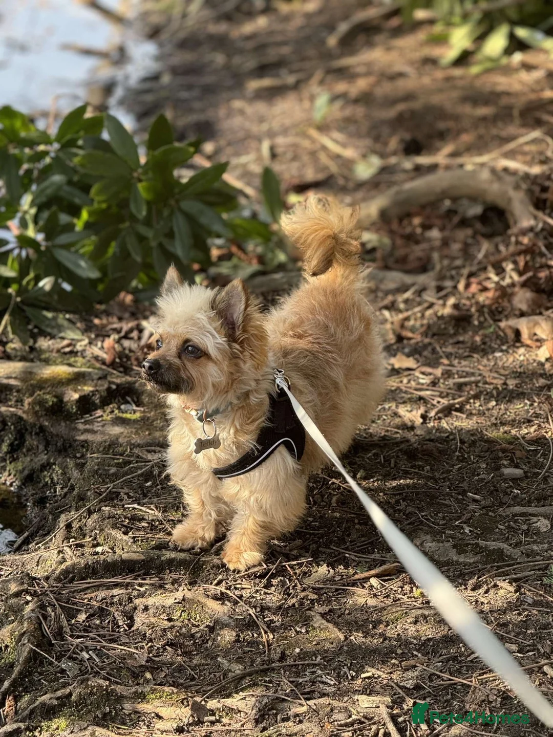 Mixed Breed dogs for sale: Teddy in Stanmore - Advert 6