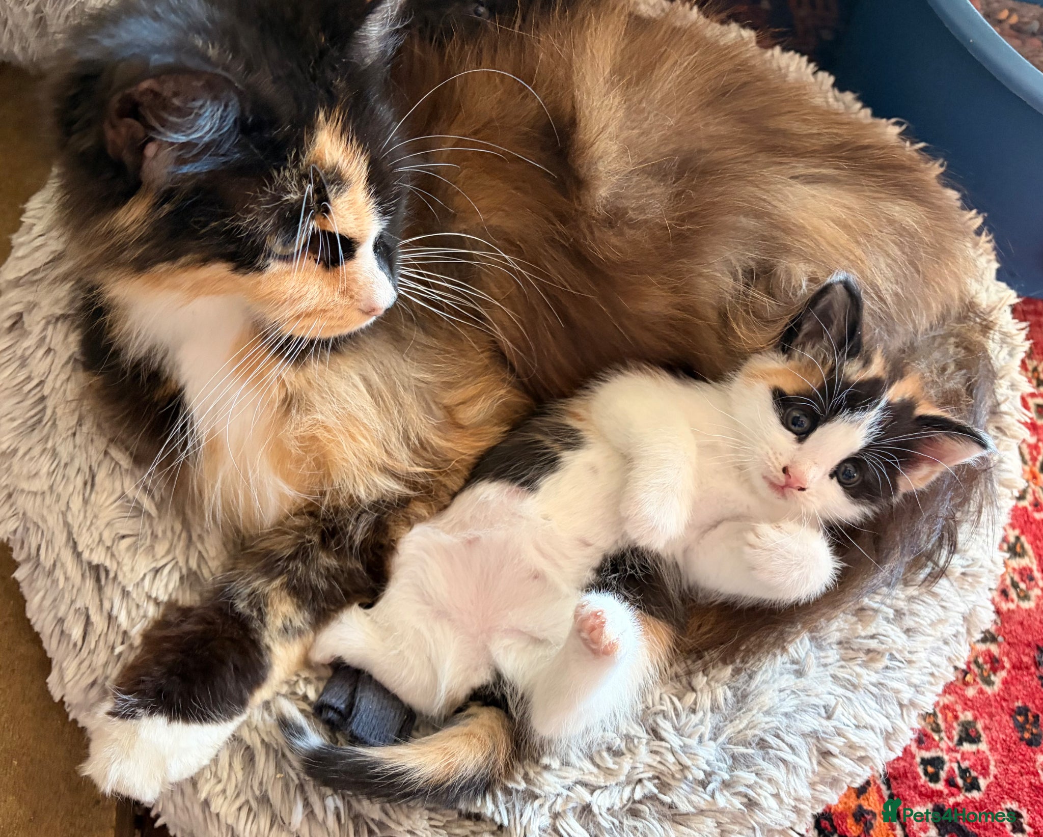 Mixed Breed cats GORGEOUS MAINE COON X PERSIAN KITTENS  - Advert 3