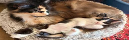 Mixed Breed cats for sale: GORGEOUS MAINE COON X PERSIAN KITTENS  - Advert 9