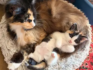 Mixed Breed cats GORGEOUS MAINE COON X PERSIAN KITTENS - Advert 3