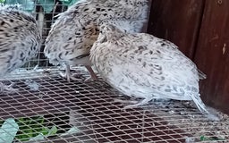 Quail poultry for sale: Snowflake Bobwhite [3 females + 1 male] - Image 7