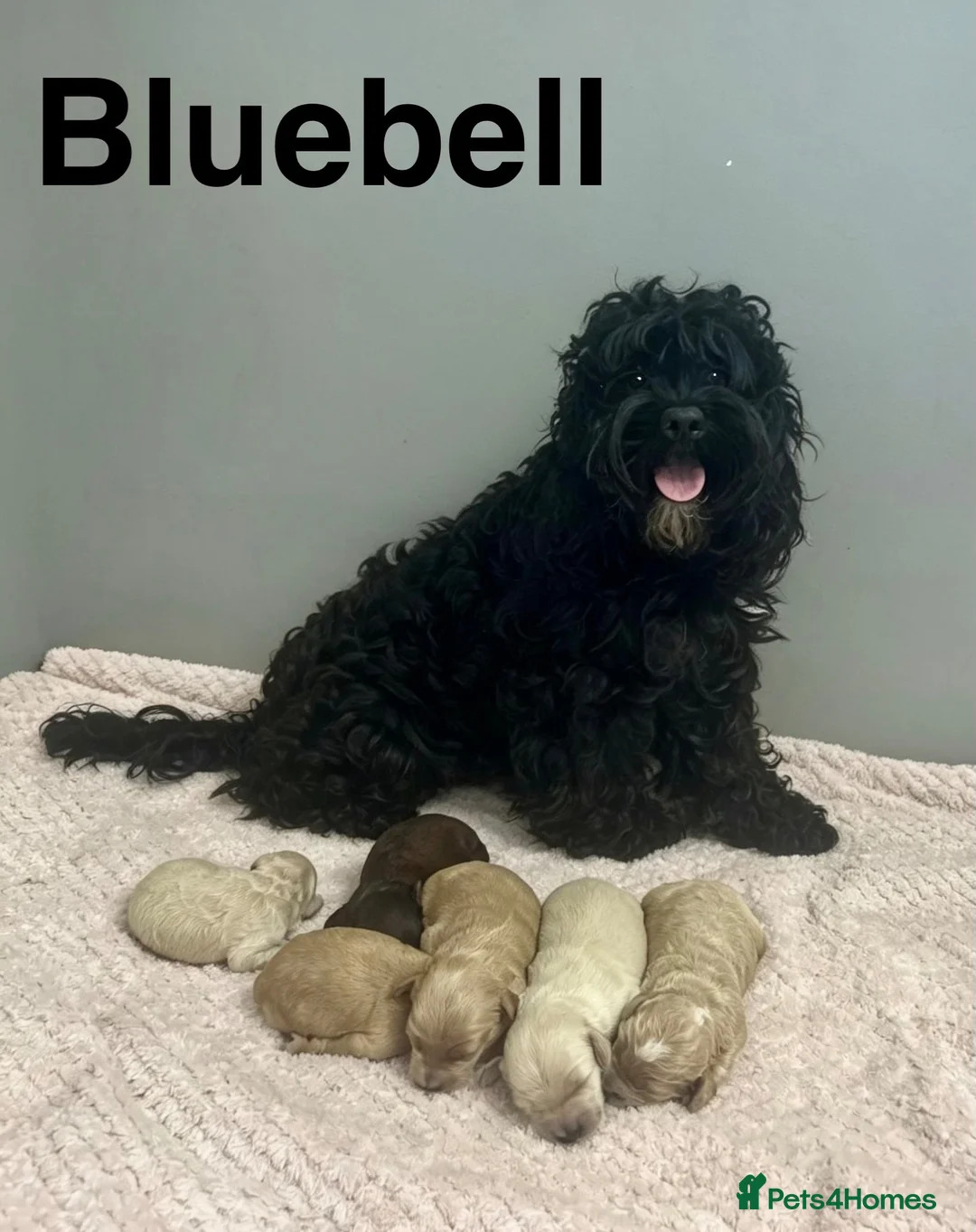 Cockapoo dogs for sale: Beautiful cockapoo boys ready on 13th July  - Advert 1