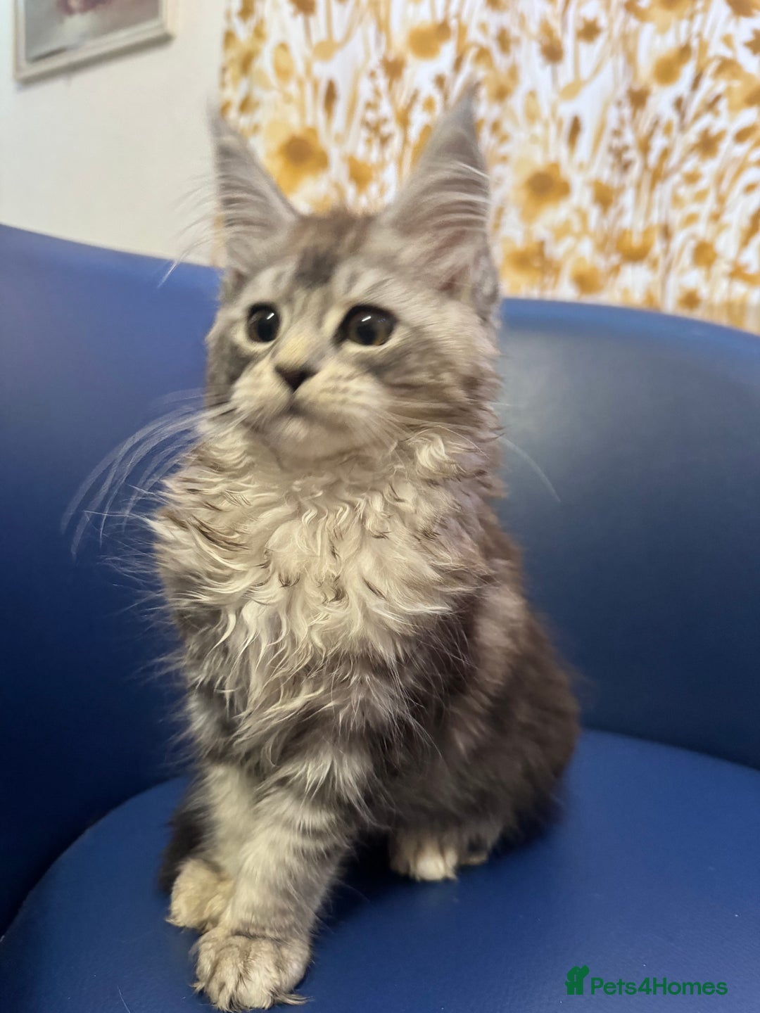 Maine Coon cats for sale: Maine Coon kittens ready now - Advert 6