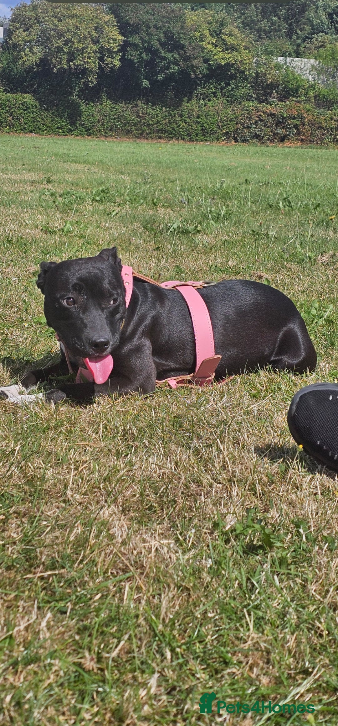 Rottweiler dogs for sale: 6 month old female rottweiler  - Advert 8