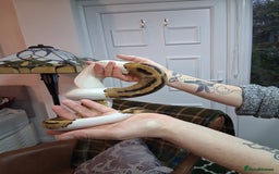 Python Snake reptiles for sale: Pied Python and setup - Image 3