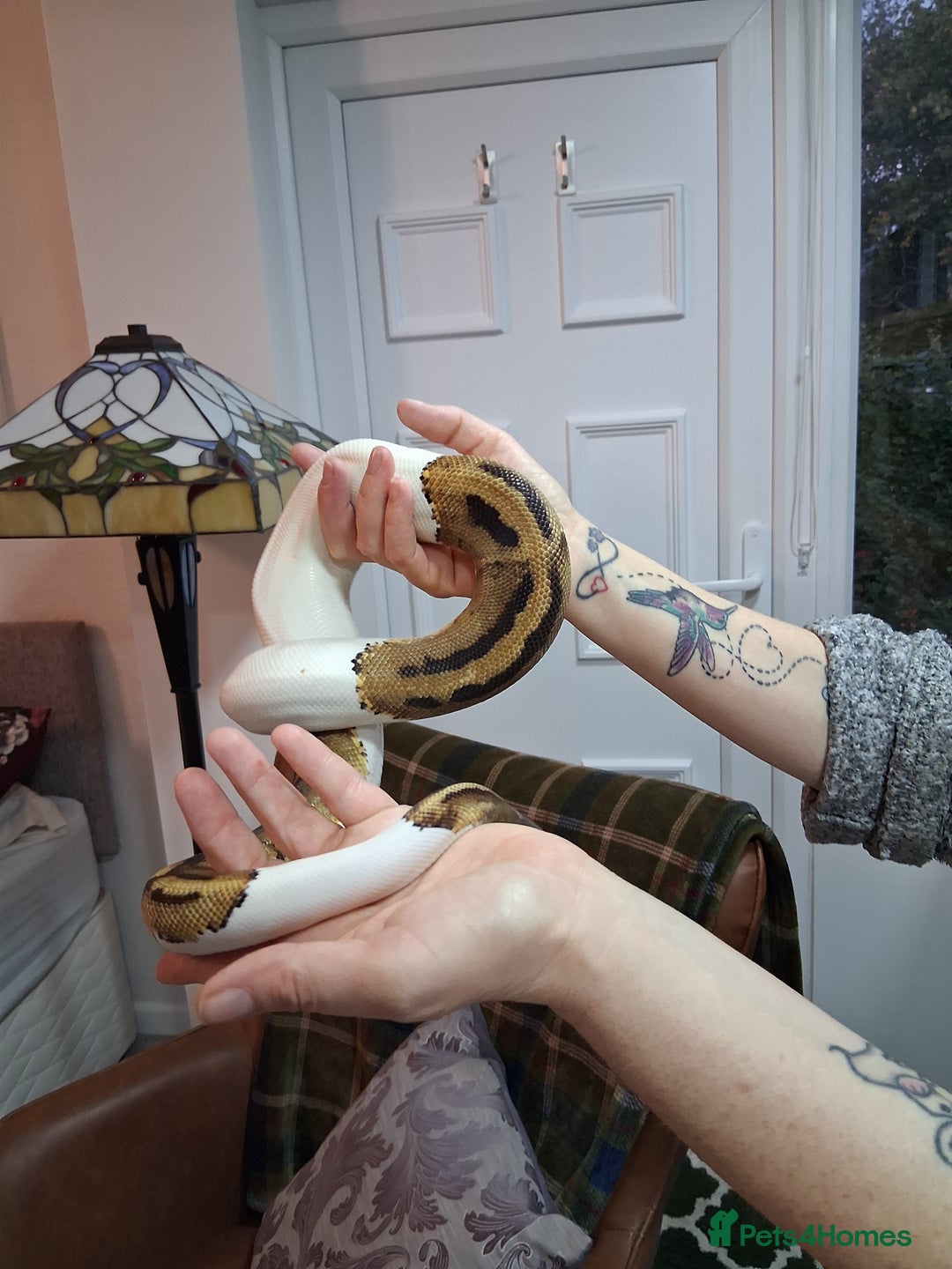 Python Snake reptiles for sale: Pied Python and setup - Image 3